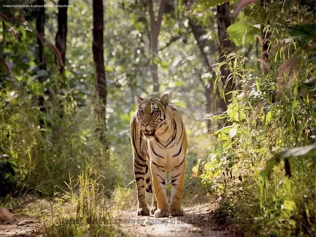 Sighting a tiger in the wild